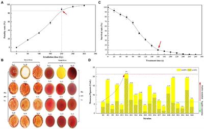 Increased Water-Soluble Yellow Monascus Pigment Productivity via Dual Mutagenesis and Submerged Repeated-Batch Fermentation of Monascus purpureus